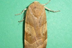 Noctua fimbriata - Broad-bordered Yellow Underwing female - Kirk Smeaton