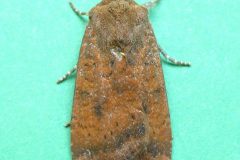 Noctua interjecta caliginosa - Least Underwing - Kirk Smeaton