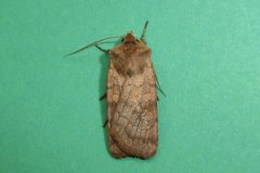 Xestia sexstrigata - Six-striped Rustic - Kirk Smeaton,