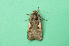 Xestia c-r igrum - Setaceous Hebrew Character - Kirk Smeaton