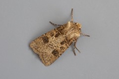 Agrotis clavis - Heart and Club, Austerfield.