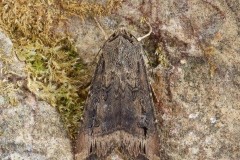 Agrotis ipsilon - Dark Sword-grass, Austerfield.