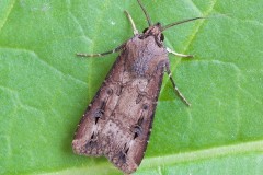 Agrotis ipsilon - Dark Sword-grass, Austerfield.