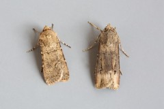 Agrotis ipsilon - Dark Sword-grass and Agrotis segetum - Turnip Moth (confusion species comparison), Austerfield.