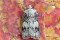 Agrotis puta - Shuttle-shaped Dart, Austerfield.