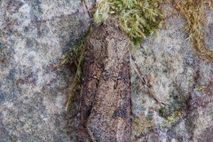 Agrotis segetum - Turnip Moth, Austerfield.