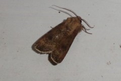 Agrotis segetum - Turnip Moth, Cusworth Lane, Doncaster