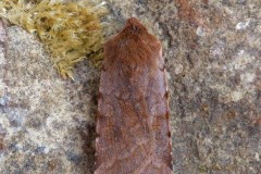 Cerastis rubricosa - Red Chestnut, Austerfield.