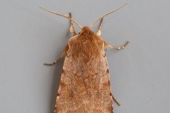 Cerastis rubricosa - Red Chestnut, Austerfield.