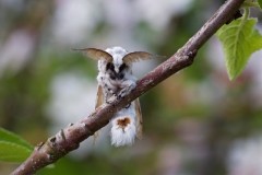 Cerura vinula - Puss Moth, Woodside Nurseries, Austerfield.