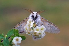 Cerura vinula - Puss Moth, Woodside Nurseries, Austerfield.