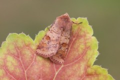 Diarsia mendica - Ingrailed Clay, Austerfield.