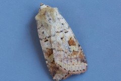 Diarsia mendica - Ingrailed Clay, Austerfield.