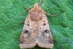 Diarsia rubi - Small Square-spot, Austerfield.