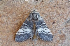 Drymonia ruficornis - Lunar Marbled Brown, Woodside Nurseries, Austerfield.