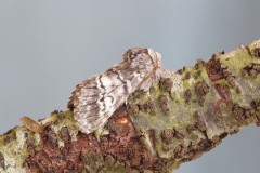 Drymonia ruficornis - Lunar Marbled Brown, Woodside Nurseries, Austerfield.