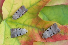 Eugnorisma glareosa - Autumnal Rustic, Austerfield.