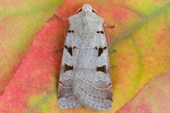 Eugnorisma glareosa - Autumnal Rustic, Austerfield.