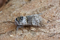 Furcula bifida - Poplar Kitten, Woodside Nurseries, Austerfield.