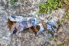 Furcula bifida - Poplar Kitten and Furcula furcula - Sallow Kitten comparison, oodside Nurseries, Austerfield.