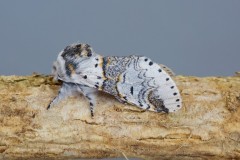 Furcula furcula - Sallow Kitten, Woodside Nurseries, Austerfield.