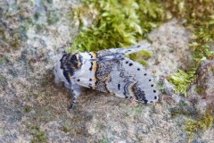 Furcula furcula - Sallow Kitten, Woodside Nurseries, Austerfield.