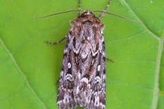 Lycophotia porphyrea - True Lover’s Knot, Austerfield.