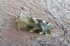 Noctua fimbriata - Broad-bordered Yellow Underwing, male, Austerfield.