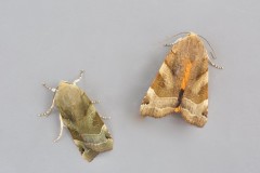 Noctua fimbriata - Broad-bordered Yellow Underwing, male, Austerfield.