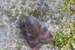 Noctua janthe - Lesser Broad-bordered Yellow Underwing, Austerfield.