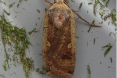 Noctua pronuba - Large Yellow Underwing Cusworth Lane, Doncaster