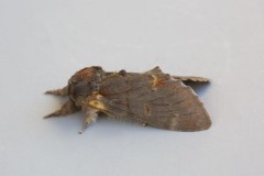 Notodonta dromedarius - Iron Prominent, Woodside Nurseries, Austerfield.