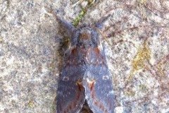 Notodonta dromedarius - Iron Prominent, Woodside Nurseries, Austerfield.