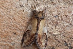 Notodonta ziczac - Pebble Prominent, Woodside Nurseries, Austerfield.