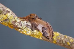 Notodonta ziczac - Pebble Prominent, Woodside Nurseries, Austerfield.