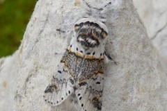 Furcula furcula -  Sallow Kitten, Intake, Doncaster