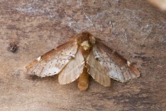 Odontosia carmelita - Scarce Prominent, Woodside Nurseries, Austerfield.