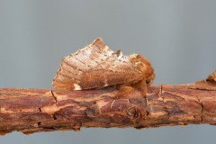 Odontosia carmelita - Scarce Prominent, Woodside Nurseries, Austerfield.