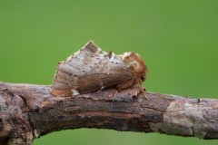 Odontosia carmelita - Scarce Prominent, Woodside Nurseries, Austerfield.