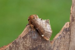 Odontosia carmelita - Scarce Prominent, Woodside Nurseries, Austerfield.