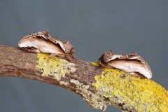 Pheosia gnoma - Lesser Swallow Prominent, Woodside Nurseries, Austerfield.