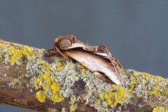 Pheosia gnoma - Lesser Swallow Prominent, Woodside Nurseries, Austerfield.