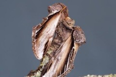 Pheosia gnoma - Lesser Swallow Prominent, Woodside Nurseries, Austerfield.