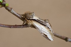 Pheosia tremula - Swallow Prominent, Woodside Nurseries, Austerfield.