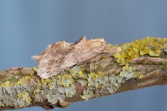 Pterostoma palpina - Pale Prominent, Woodside Nurseries, Austerfield.