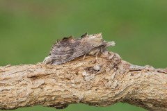 Pterostoma palpina - Pale Prominent, Woodside Nurseries, Austerfield.