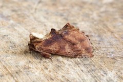 Ptilodon capucina - Coxcomb Prominent, Woodside Nurseries, Austerfield.