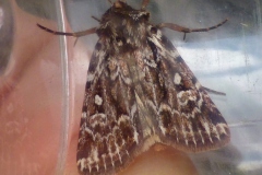 Lycophotia porphyrea - True-lovers knot, Lindholme