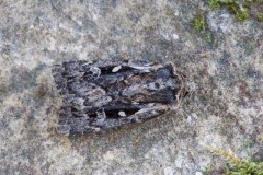 Xestia agathina - Heath Rustic, Austerfield.