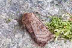 Xestia sexstrigata - Six-striped Rustic, Austerfield.